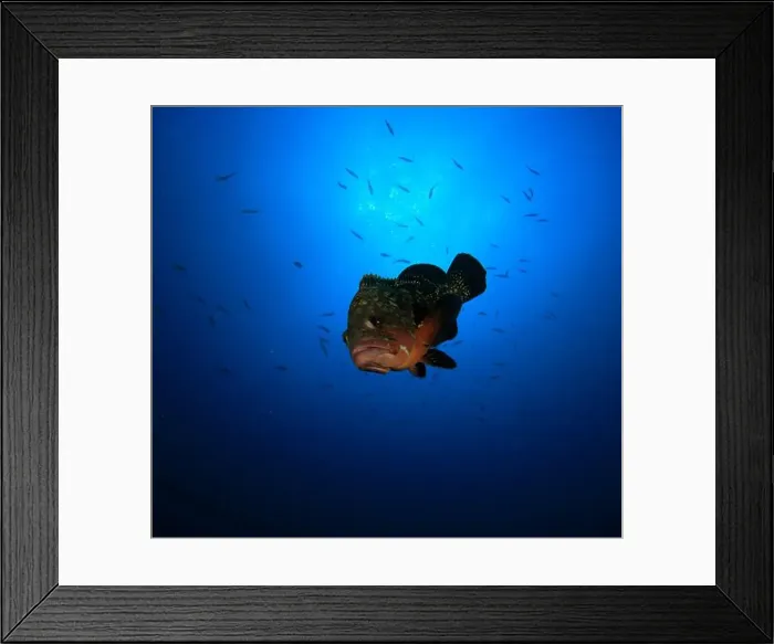 Framed Print : A grouper swims in the ocean surrounded by small fish Framed Print : A grouper swims in the ocean surrounded by small fish