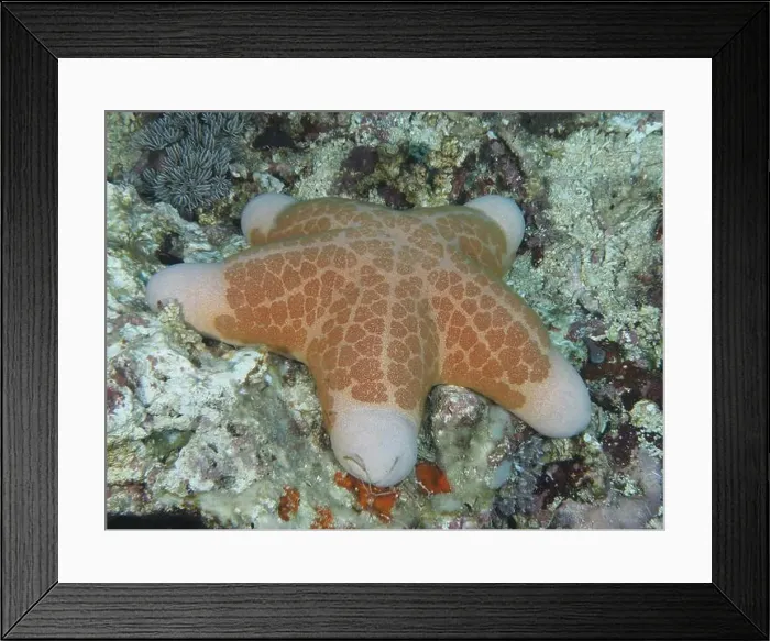 Framed Print : Starfish with orange-coloured patterns Framed Print : Starfish with orange-coloured patterns