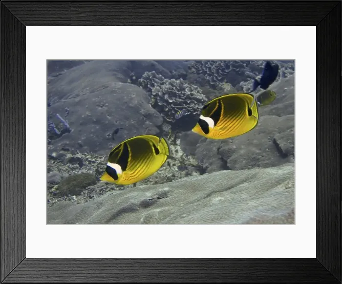 Framed Print : Two colourful fish, tobacco butterflyfish (Chaetodon fasciatus) Framed Print : Two colourful fish, tobacco butterflyfish (Chaetodon fasciatus)