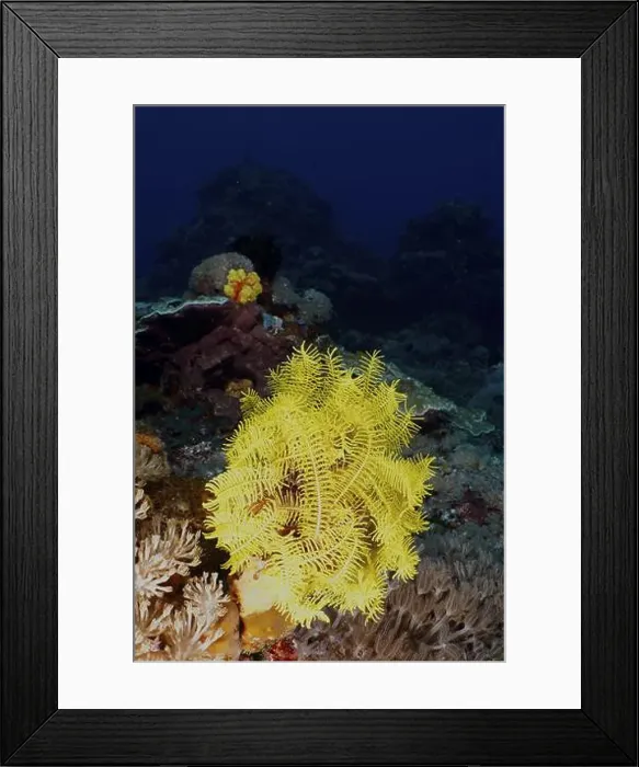 Framed Print : Bright yellow feather star, Bushy feather star Framed Print : Bright yellow feather star, Bushy feather star