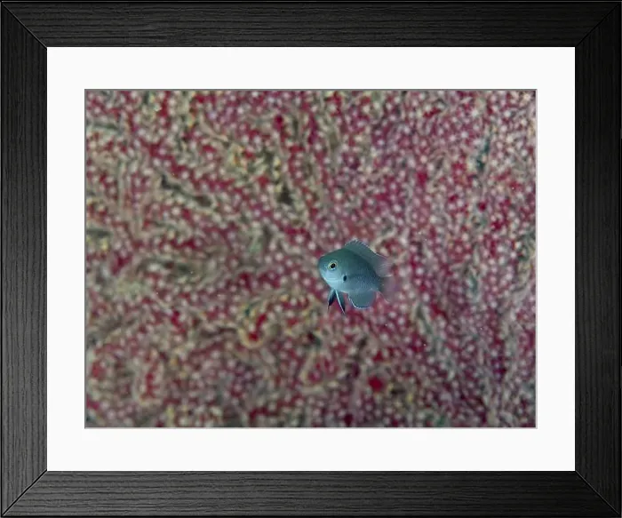 Framed Print : Juvenile black damselfish (Pomacentrus nigromarginatus) Framed Print : Juvenile black damselfish (Pomacentrus nigromarginatus)