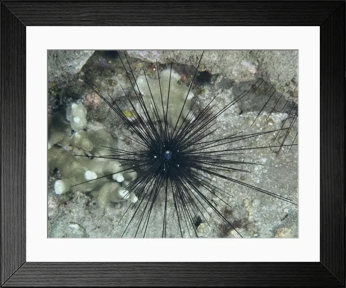Framed Print : Arbacia lixula with long spines Framed Print : Arbacia lixula with long spines