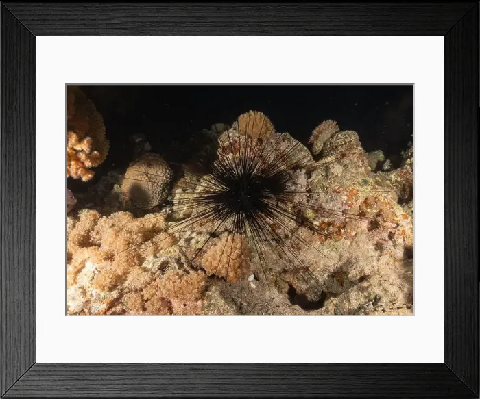 Framed Print : Red Sea Urchin in the Red Sea Colorful and beautiful, Eilat Israel Framed Print : Red Sea Urchin in the Red Sea Colorful and beautiful, Eilat Israel
