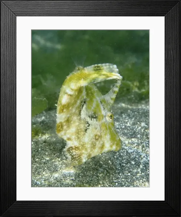 Framed Print : Camouflaged fish, seagrass filefish (Acreichthys tomentosus) Framed Print : Camouflaged fish, seagrass filefish (Acreichthys tomentosus)