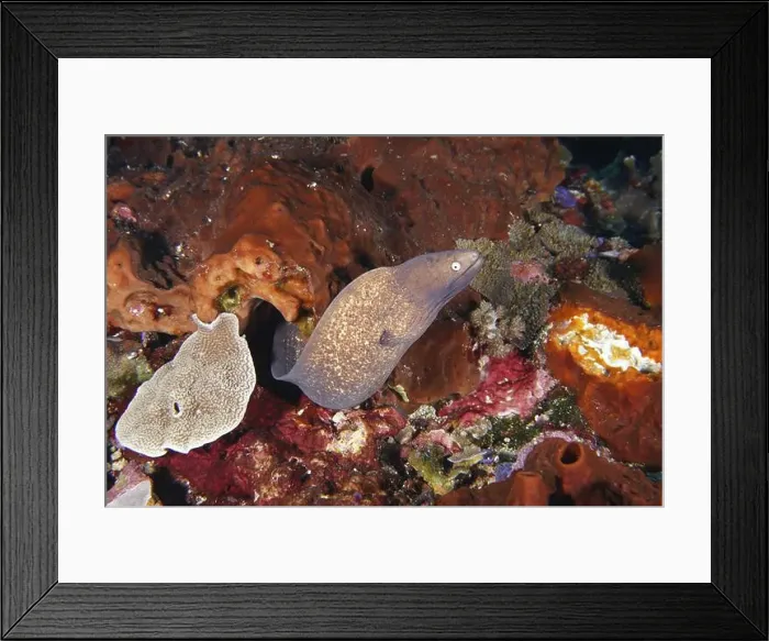 Framed Print : A moray eel, white-eyed moray eel (Gymnothorax thyrsoideus) winds its way through a lively underwater coral landscape Framed Print : A moray eel, white-eyed moray eel (Gymnothorax thyrsoideus) winds its way through a lively underwater coral landscape