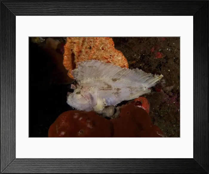 Framed Print : A fish with wing like structures Framed Print : A fish with wing like structures