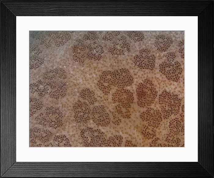 Framed Print : Detailed close-up of the structured surface of a starfish