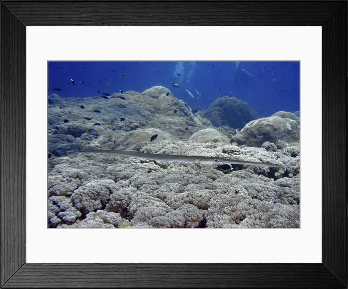 Framed Print : A slender fish, soft flutefish (Fistularia commersonii) Framed Print : A slender fish, soft flutefish (Fistularia commersonii)