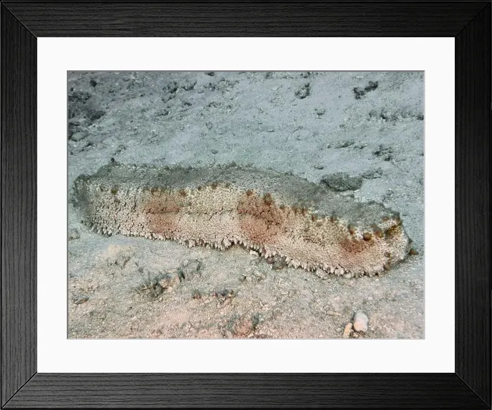 Framed Print : Sea cucumber with patterned surface Framed Print : Sea cucumber with patterned surface