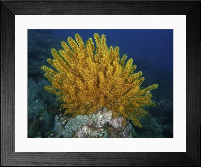 Framed Print : Bright Yellow Feather Star, Bushy Feather Star
