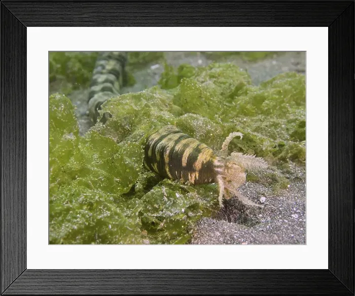 Framed Print : Feather mouth sea cucumber (Synapta maculata) with stripe pattern amidst green algae on sandy bottom Framed Print : Feather mouth sea cucumber (Synapta maculata) with stripe pattern amidst green algae on sandy bottom