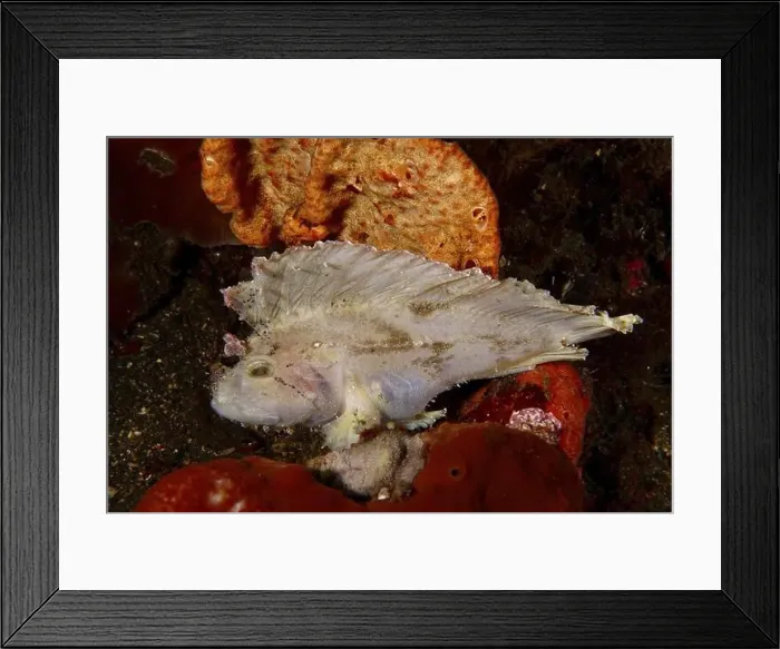 Framed Print : A fish with wing like structures Framed Print : A fish with wing like structures