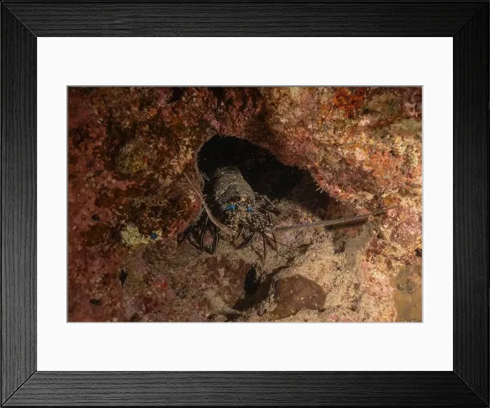 Framed Print : Lobster at the Red Sea Colorful and beautiful, Eilat Israel Framed Print : Lobster at the Red Sea Colorful and beautiful, Eilat Israel