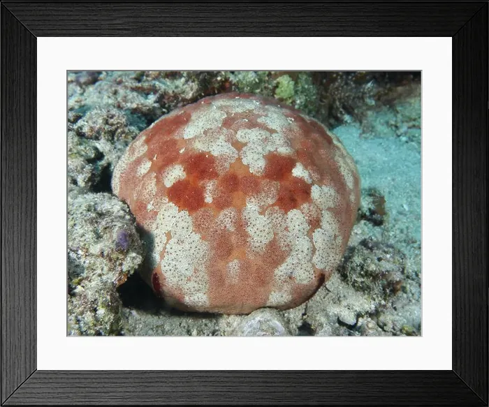 Framed Print : Round sea creature with orange-patterned body Framed Print : Round sea creature with orange-patterned body