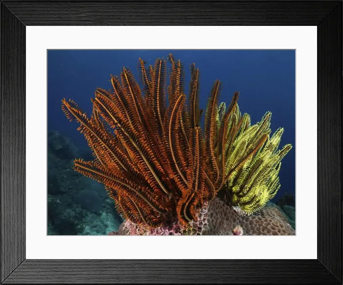 Framed Print : Magnificent red and yellow feather stars Framed Print : Magnificent red and yellow feather stars