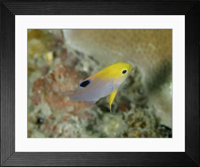 Framed Print : A small yellow fish with a black spot Framed Print : A small yellow fish with a black spot