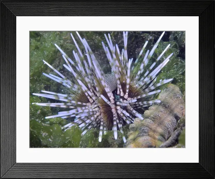 Framed Print : Sea urchin with long, coloured spines Framed Print : Sea urchin with long, coloured spines