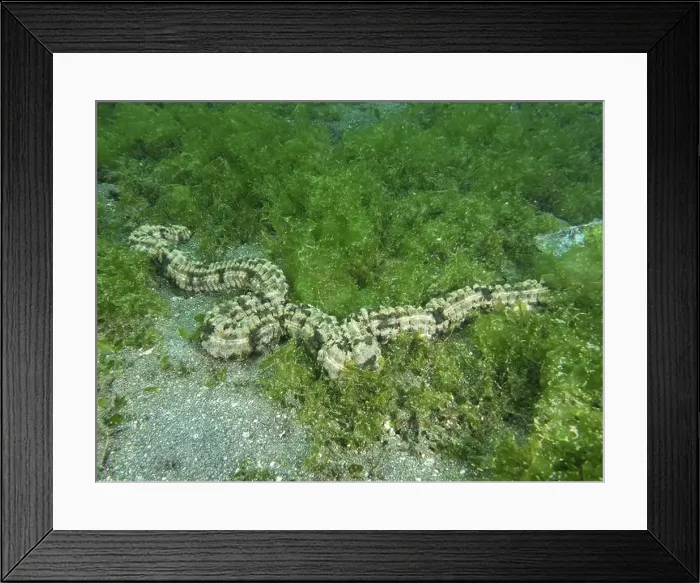 Framed Print : Feather mouth sea cucumber (Synapta maculata) in a dense Framed Print : Feather mouth sea cucumber (Synapta maculata) in a dense