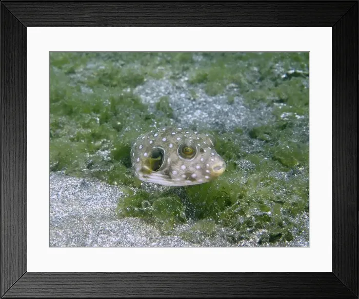 Framed Print : A juvenile white-spotted pufferfish (Arothron hispidus) floats above a sandy bottom covered with algae Framed Print : A juvenile white-spotted pufferfish (Arothron hispidus) floats above a sandy bottom covered with algae