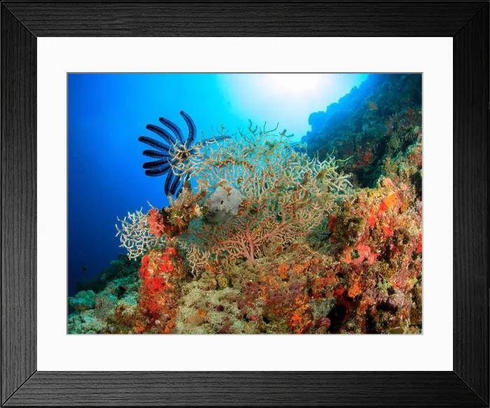 Framed Print : Several corals of different colors and shades on the reef Framed Print : Several corals of different colors and shades on the reef