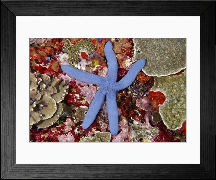 Framed Print : Bright blue starfish (blue Linckia laevigata) on a colourful coral reef