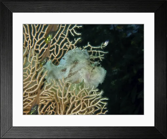 Framed Print : A well-camouflaged fish, a rocking fish (Taenianotus triacanthus) Framed Print : A well-camouflaged fish, a rocking fish (Taenianotus triacanthus)
