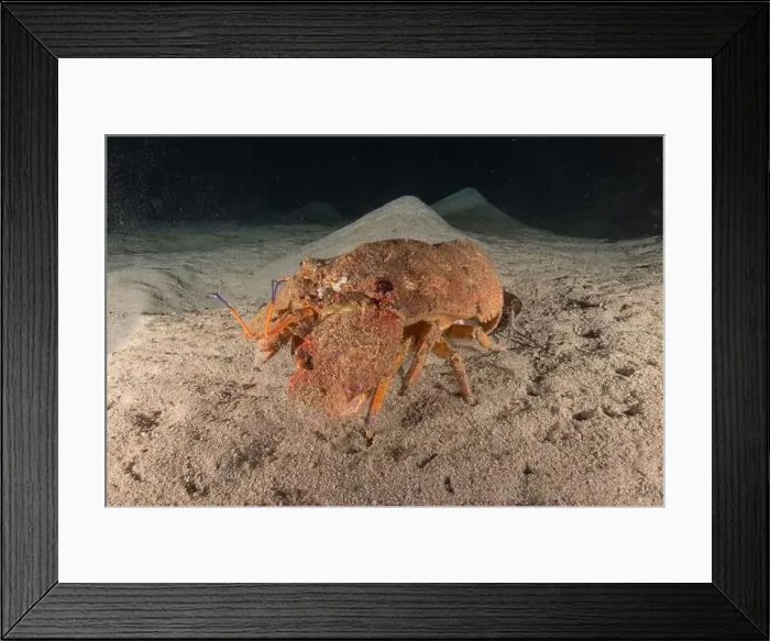 Framed Print : Lobster at the Red Sea Colorful and beautiful, Eilat Israel Framed Print : Lobster at the Red Sea Colorful and beautiful, Eilat Israel