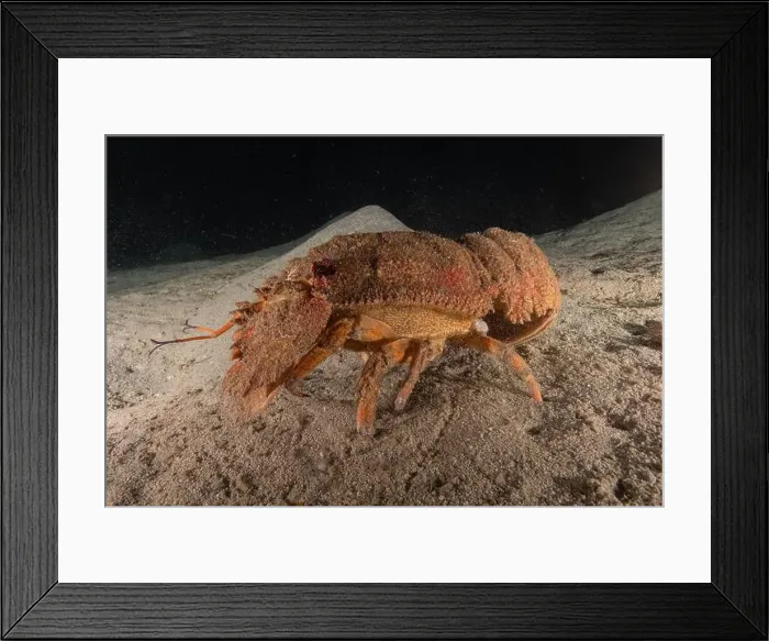 Framed Print : Lobster at the Red Sea Colorful and beautiful, Eilat Israel Framed Print : Lobster at the Red Sea Colorful and beautiful, Eilat Israel