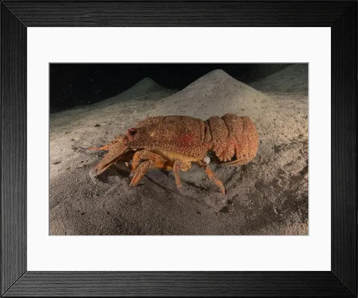 Framed Print : Lobster at the Red Sea Colorful and beautiful, Eilat Israel Framed Print : Lobster at the Red Sea Colorful and beautiful, Eilat Israel
