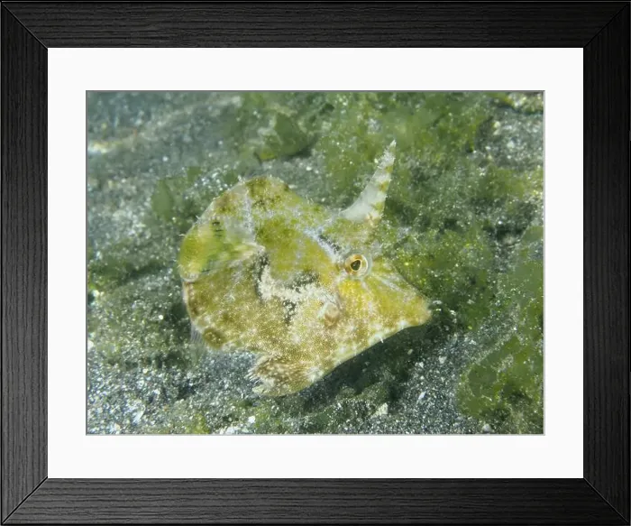 Framed Print : Well camouflaged fish, seagrass filefish (Acreichthys tomentosus) Framed Print : Well camouflaged fish, seagrass filefish (Acreichthys tomentosus)