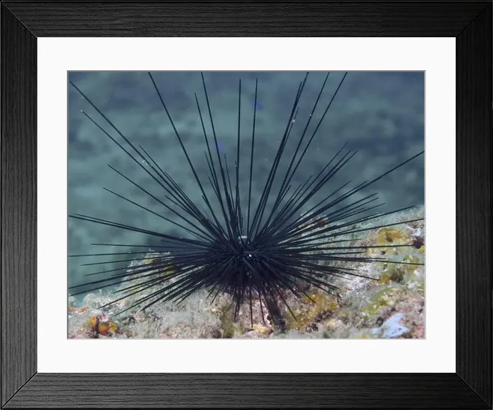 Framed Print : Single Arbacia lixula with long spines Framed Print : Single Arbacia lixula with long spines