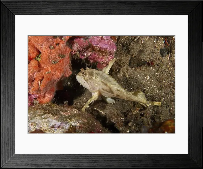 Framed Print : A well-camouflaged fish, the rocking fish (Taenianotus triacanthus) Framed Print : A well-camouflaged fish, the rocking fish (Taenianotus triacanthus)