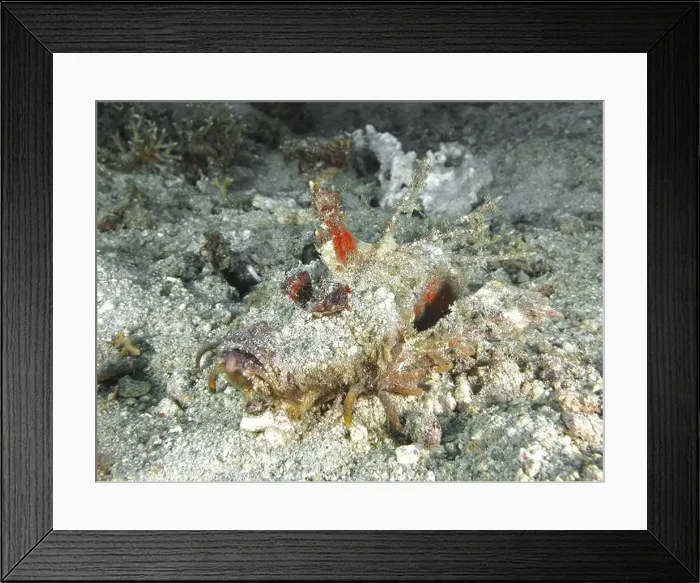 Framed Print : A creature camouflaged by sand Framed Print : A creature camouflaged by sand