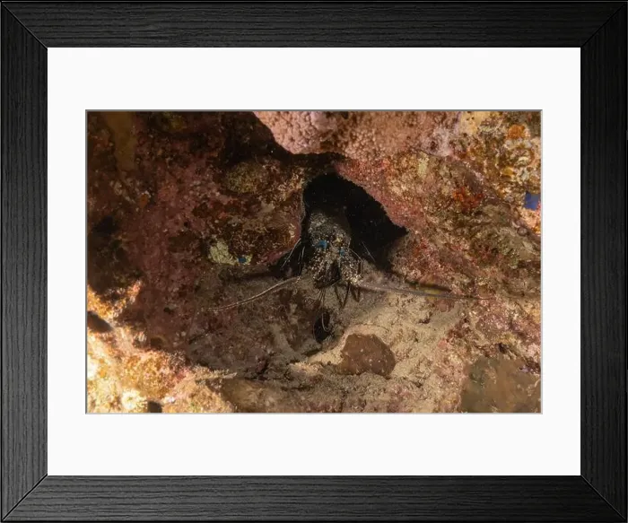 Framed Print : Lobster at the Red Sea Colorful and beautiful, Eilat Israel Framed Print : Lobster at the Red Sea Colorful and beautiful, Eilat Israel