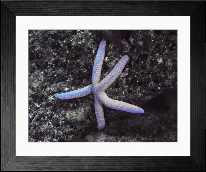 Framed Print : Blue starfish (blue Linckia laevigata) Framed Print : Blue starfish (blue Linckia laevigata)