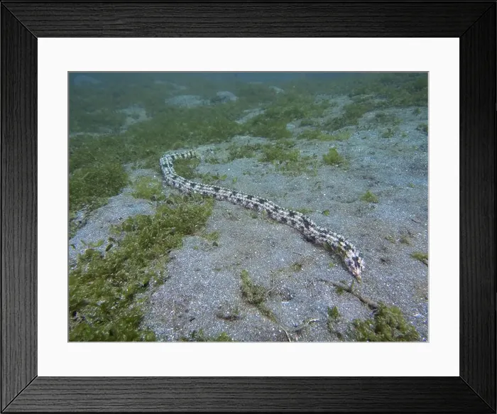 Framed Print : Elongated, snake-like marine animal Framed Print : Elongated, snake-like marine animal