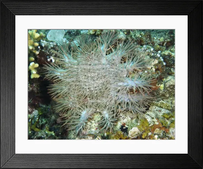 Framed Print : Large starfish with long spines Framed Print : Large starfish with long spines