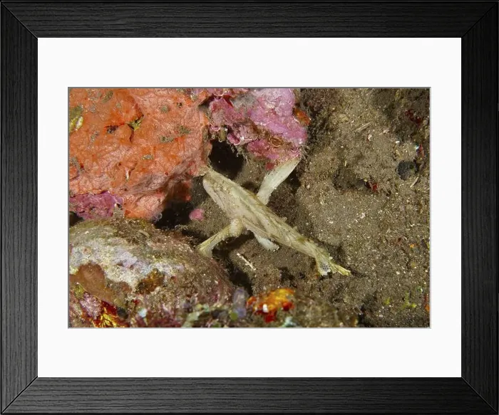 Framed Print : A fish with a good camouflage, rocking fish (Taenianotus triacanthus) Framed Print : A fish with a good camouflage, rocking fish (Taenianotus triacanthus)