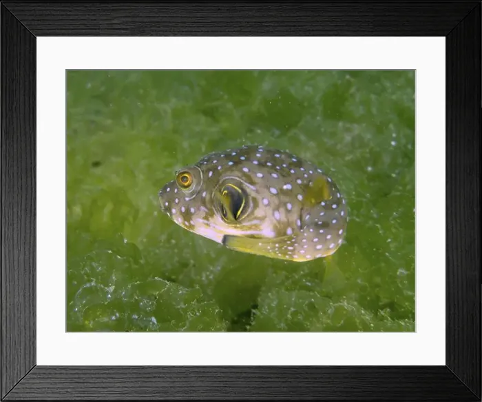 Framed Print : A spherical fish, white spotted pufferfish (Arothron hispidus) juvenile