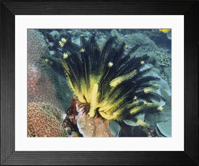 Framed Print : Bright yellow-black Yellow Feather Star Framed Print : Bright yellow-black Yellow Feather Star