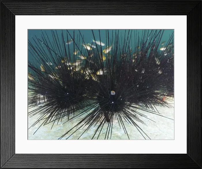Framed Print : Sea urchin with long black spines Framed Print : Sea urchin with long black spines