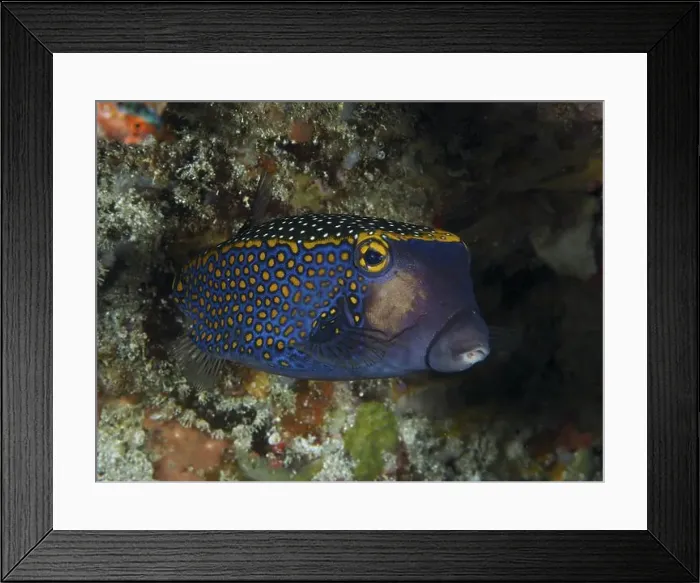Framed Print : A colourful white tufted boxfish (Ostracion meleagris) shows its yellow pattern in front of a coral reef Framed Print : A colourful white tufted boxfish (Ostracion meleagris) shows its yellow pattern in front of a coral reef