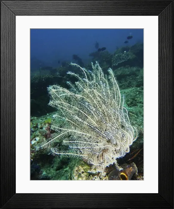 Framed Print : White feather star with fine rays Framed Print : White feather star with fine rays
