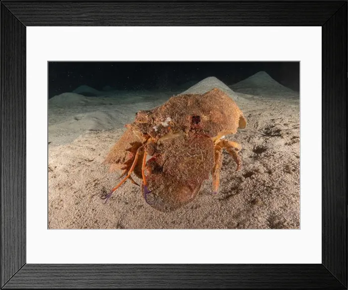Framed Print : Lobster at the Red Sea Colorful and beautiful, Eilat Israel Framed Print : Lobster at the Red Sea Colorful and beautiful, Eilat Israel