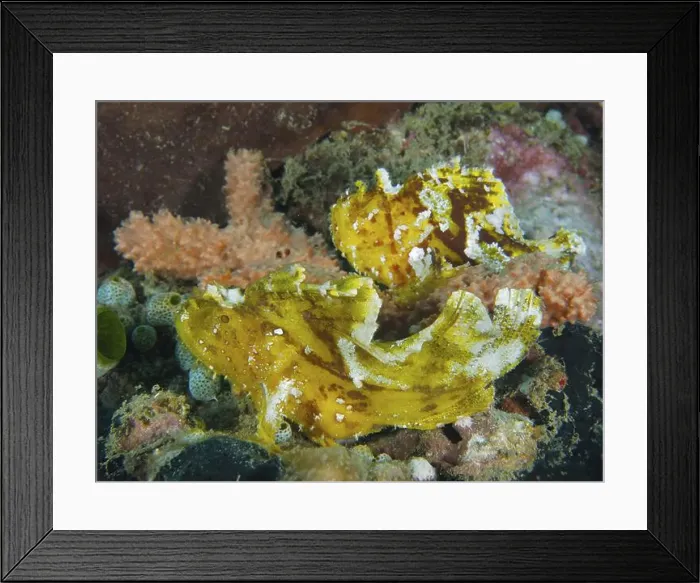 Framed Print : Two yellow fishes, rocking fish (Taenianotus triacanthus) Framed Print : Two yellow fishes, rocking fish (Taenianotus triacanthus)