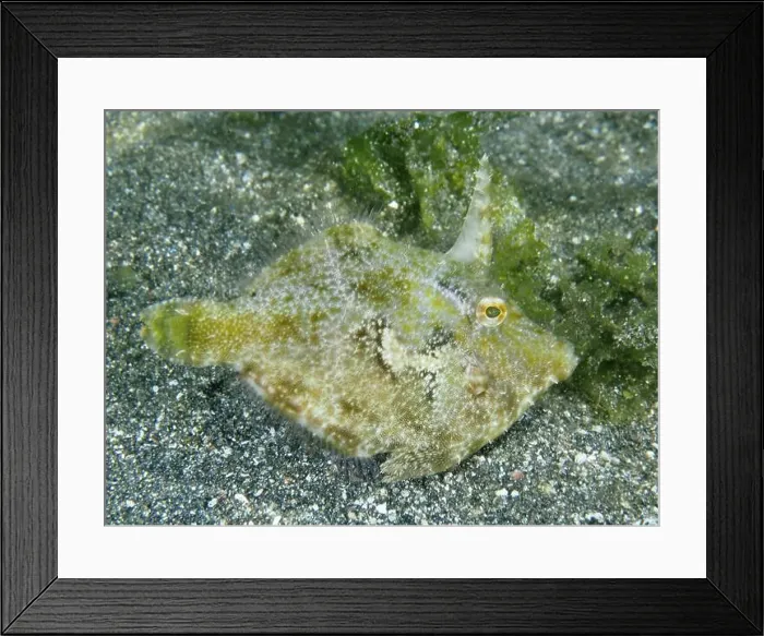 Framed Print : Seagrass filefish (Acreichthys tomentosus) on sandy seabed next to green algae Framed Print : Seagrass filefish (Acreichthys tomentosus) on sandy seabed next to green algae