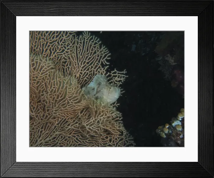 Framed Print : A well-camouflaged fish, a rocking fish (Taenianotus triacanthus) Framed Print : A well-camouflaged fish, a rocking fish (Taenianotus triacanthus)