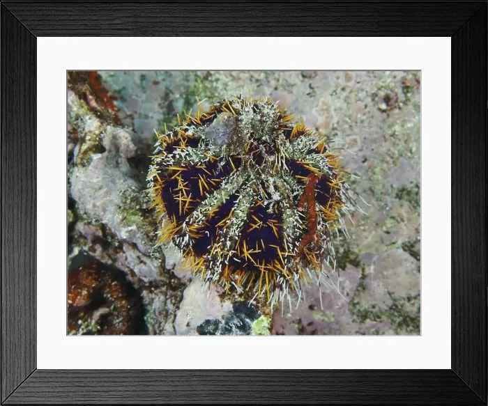 Framed Print : Peacock urchin (Tripneustes gratilla) with sharp spines and yellow details in underwater landscape Framed Print : Peacock urchin (Tripneustes gratilla) with sharp spines and yellow details in underwater landscape