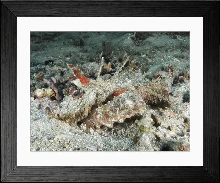 Framed Print : Camouflage coloured fish, Spiny Devilfish (Inimicus didactylus) Framed Print : Camouflage coloured fish, Spiny Devilfish (Inimicus didactylus)