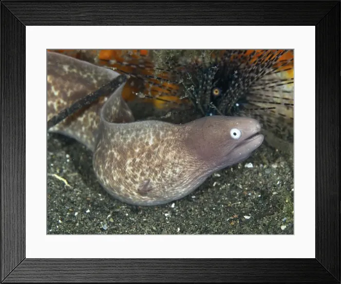 Framed Print : A moray eel, white-eyed moray eel (Gymnothorax thyrsoideus) Framed Print : A moray eel, white-eyed moray eel (Gymnothorax thyrsoideus)